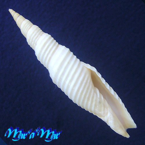 Subcancilla gigantea (Reeve, 1844)