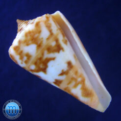 Conus carioca Petuch, 1986