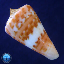 Alternative view of Conus carioca Petuch, 1986