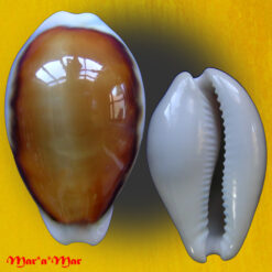 Cypraea (Neobernaya) spadicea Swainson, 1823