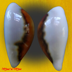 Alternative view of Cypraea (Neobernaya) spadicea Swainson, 1823