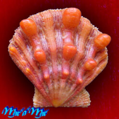 Nodipecten nodosus (Linnaeus, 1758)