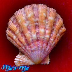 Nodipecten nodosus (Linnaeus, 1758) - Imagem 2