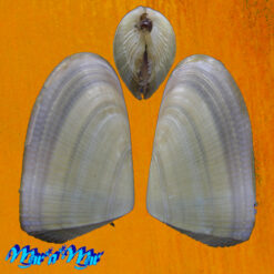 Donax hanleyanus Philippi, 1842