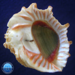 Thais planospira (Lamarck, 1822)