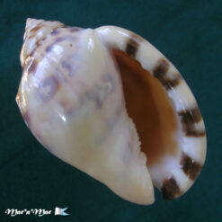Semicassis labiata iheringi (Carcelles, 1953)