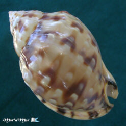 Semicassis labiata iheringi (Carcelles, 1953) - Imagem 2