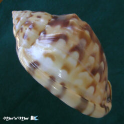 Semicassis labiata iheringi (Carcelles, 1953) - Imagem 3