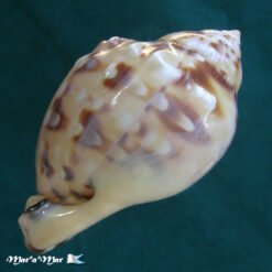 Semicassis labiata iheringi (Carcelles, 1953) - Imagem 4