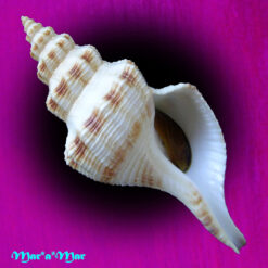 Penion maximus (Tryon, 1881)
