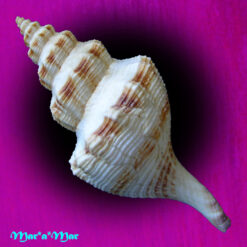 Penion maximus (Tryon, 1881) - Imagem 3