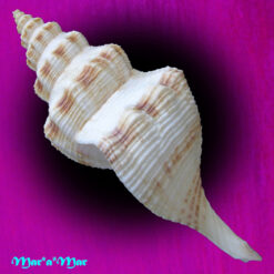 Penion maximus (Tryon, 1881) - Imagem 2