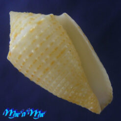 Conus henckesi Coltro 2004