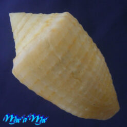Conus henckesi Coltro 2004 - Imagem 3