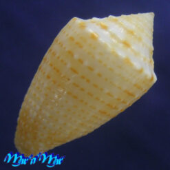 Alternative view of Conus henckesi Coltro 2004