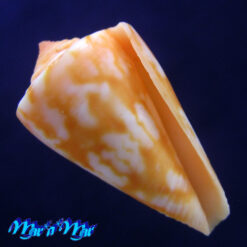 Conus spiritussanctus (Crabos, 2025)
