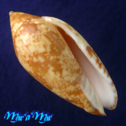 Plicoliva zelindae (Petuch, 1979)
