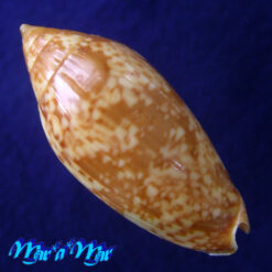 Plicoliva zelindae (Petuch, 1979) - Imagem 4