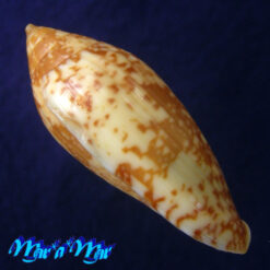 Plicoliva zelindae (Petuch, 1979) - Imagem 3