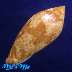 Alternative view of Plicoliva zelindae (Petuch, 1979)