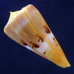 Conus worki Petuch, 1998 - Imagem 3
