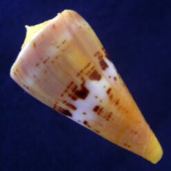 Conus worki Petuch, 1998