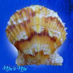 Argopecten noronhensis (E. A. Smith, 1885)