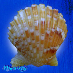 Argopecten noronhensis (E. A. Smith, 1885) - Image 2