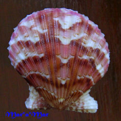 Argopecten noronhensis (E. A. Smith, 1885)