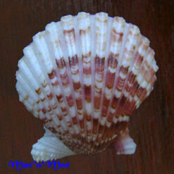 Argopecten noronhensis (E. A. Smith, 1885) - Image 2