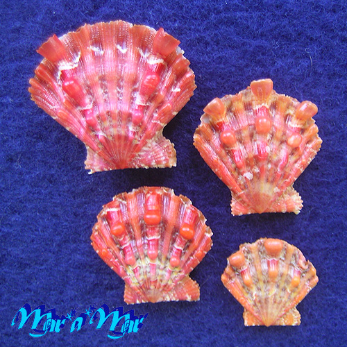 Nodipecten nodosus (Linnaeus, 1758)