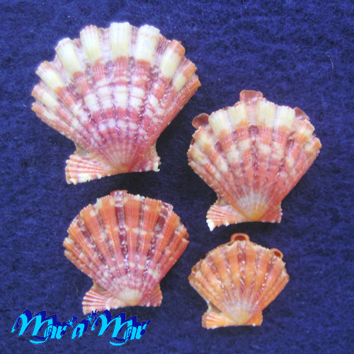 Nodipecten nodosus (Linnaeus, 1758) - Imagem 2