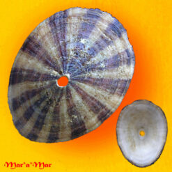 Fissurella maxima G.B. Sowerby I, 1834