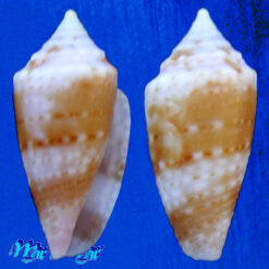 Conus bodarti Coltro, 2004