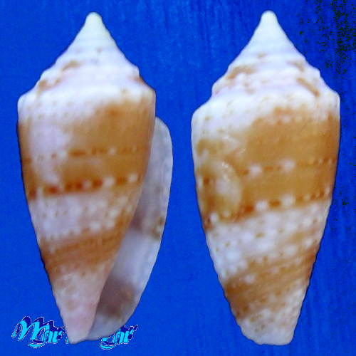 Conus bodarti Coltro, 2004
