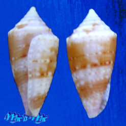 Alternative view of Conus bodarti Coltro, 2004