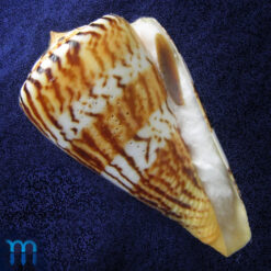 Conus centurio Born, 1778