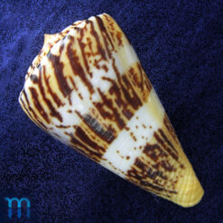 Conus centurio Born, 1778 - Imagem 4