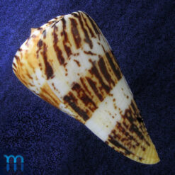 Conus centurio Born, 1778 - Imagem 3