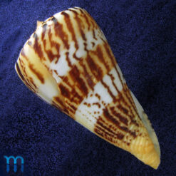 Alternative view of Conus centurio Born, 1778