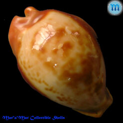 Cypraea (Propustularia) surinamensis aubryana ( Perry, 1811)