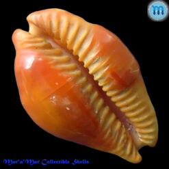 Cypraea (Propustularia) surinamensis aubryana ( Perry, 1811) - Imagem 4