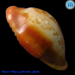 Cypraea (Propustularia) surinamensis aubryana ( Perry, 1811) - Imagem 3