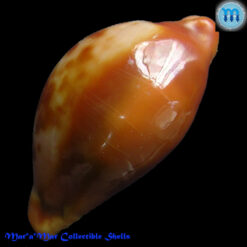 Cypraea (Propustularia) surinamensis aubryana ( Perry, 1811) - Imagem 2