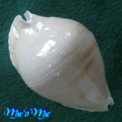 Cypraea (Zoila) marginata nimbosa Raybaldi, 1994