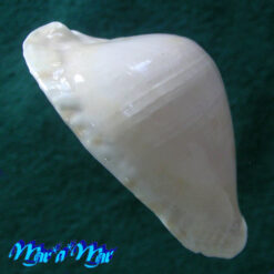 Cypraea (Zoila) marginata nimbosa Raybaldi, 1994 - Imagem 2