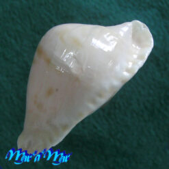 Cypraea (Zoila) marginata nimbosa Raybaldi, 1994 - Imagem 3