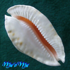 Cypraea (Zoila) marginata nimbosa Raybaldi, 1994 - Imagem 4
