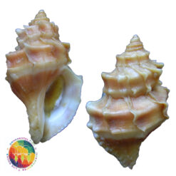 Nucella lamellosa (Gmelin, 1791)