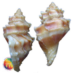Nucella lamellosa (Gmelin, 1791) - Imagem 2